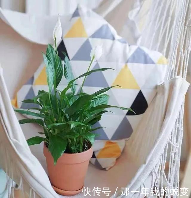 1月养白掌,做好这5件事,叶子、花朵却像一只只小帆船