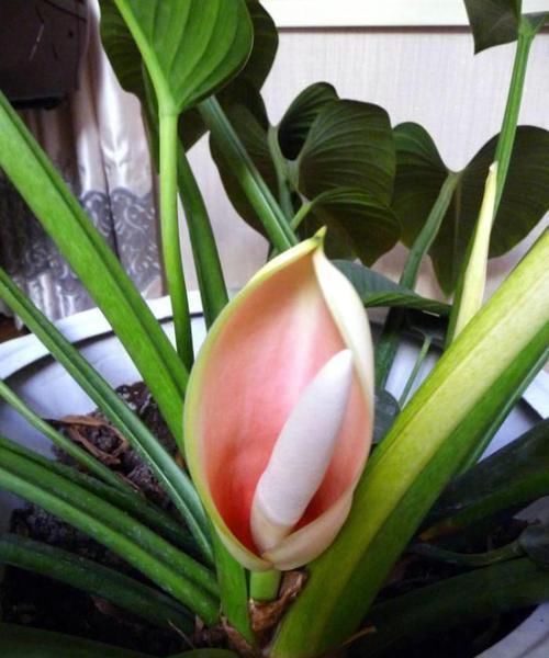 植物|4种“招财花”,喜不喜欢都要养,家里放一盆,财运自己送上门