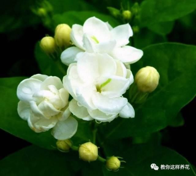 花香味|阳台就养这些花,花香味浓,久聚不散,香味飘满屋!