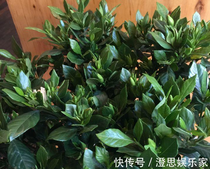 叶子|长寿的花苞迟迟不开用它喷两次,很快就能鼓起来!