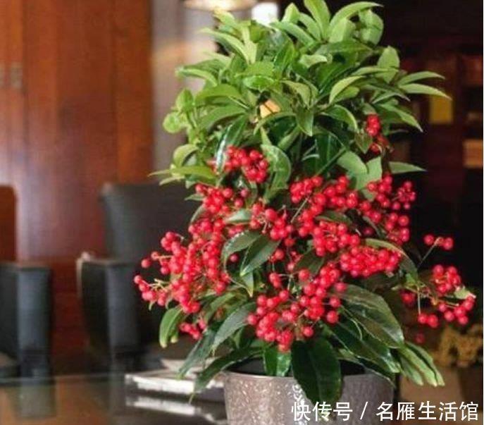 芦荟|家里就养4种花，耐旱又耐晒，招财纳福，好运天天到