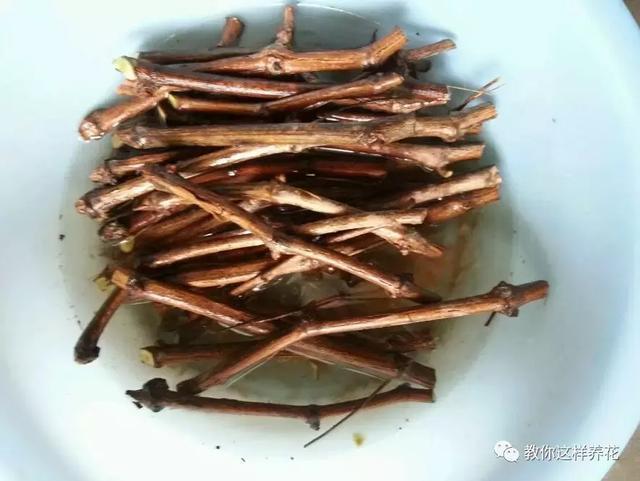 枝条|路边剪个枝,插土里就能活,种在阳台果子多到吃不完!