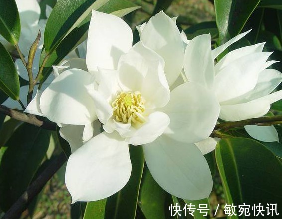 喜欢菊花，不如养盆深山含笑，洁白无瑕，似巾帼般不让须眉