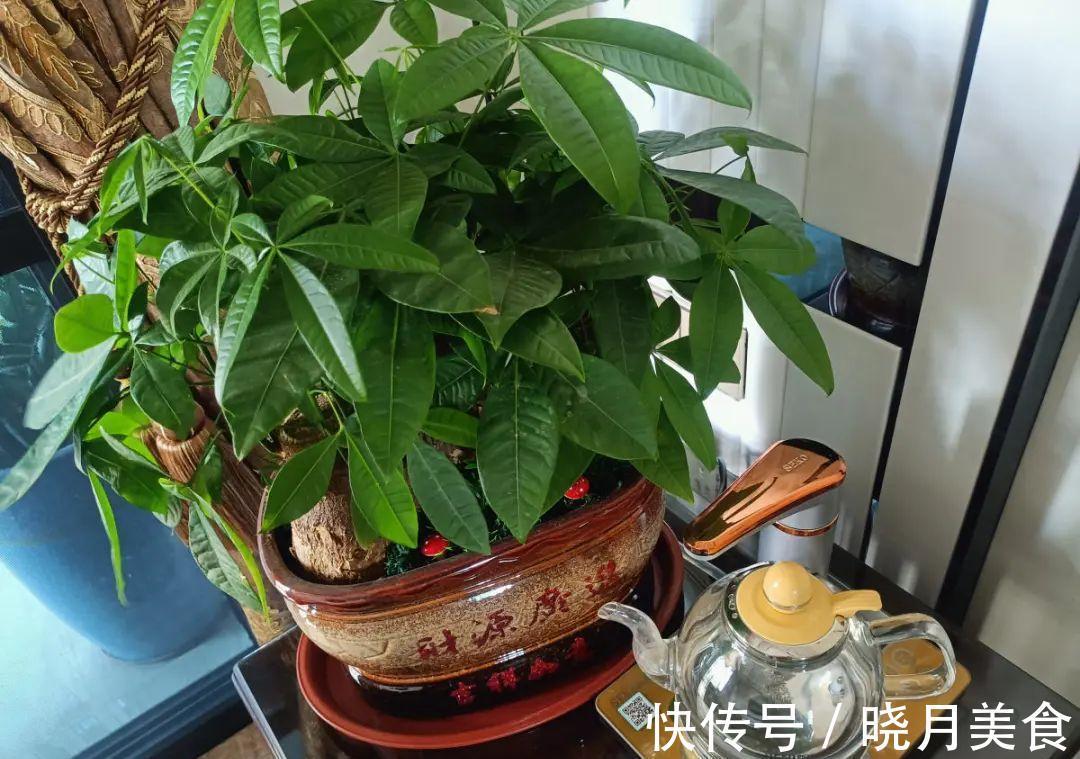 天冷别换盆，尤其这10种花，土一松就危险