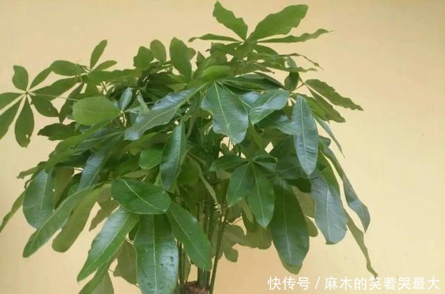 公认难养的6种花,新手慎买,养不活还浪费钱!