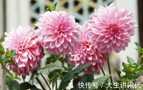 4种花是爆盆能手,懒人新手都能养好,满树都是花朵,漂亮极了