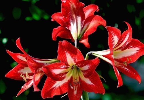 此款花卉便宜又好养,丢到阳台,四季有花开,值得拥有