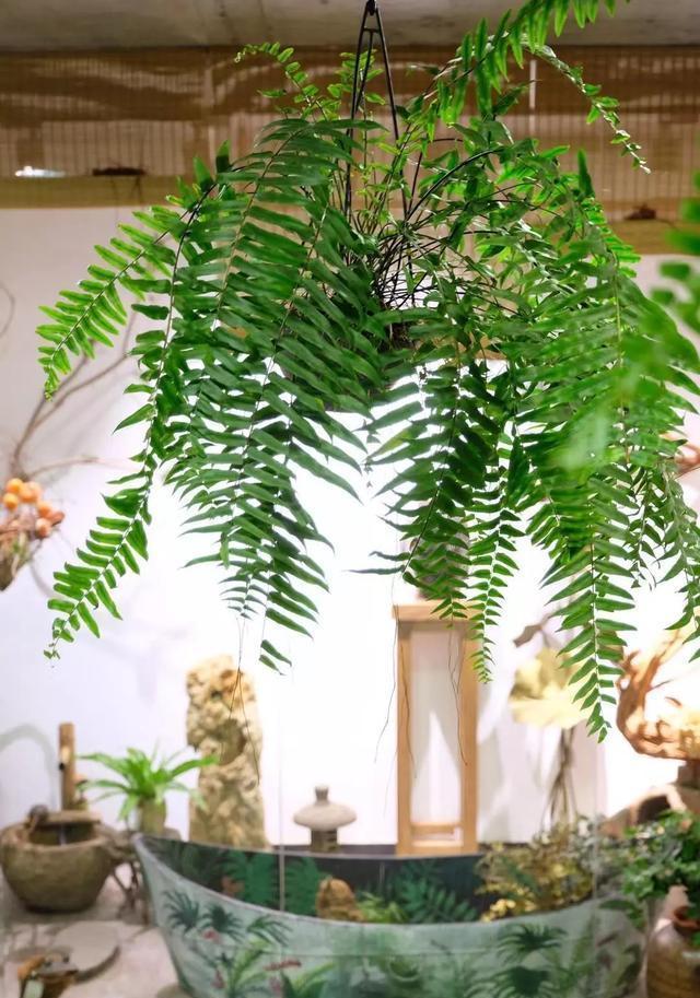 蕨菜类|不喜欢也要养的4种花,放在家中净化空气,吸附灰尘