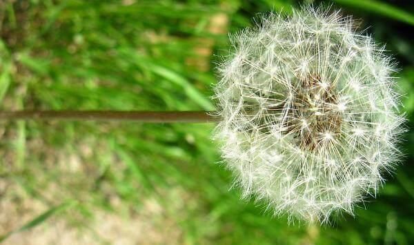 承气汤|蒲公英被称为“药草皇后”,泡水喝加一宝,消炎抗菌效果直翻倍