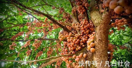 糖梨|不想老太快,3种食物值得天天吃,健脾养胃,美容养颜、清新口气