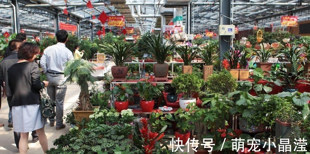 套路|花卉市场“套路深”，这3种花万万不要买，不然会吃“闷亏”