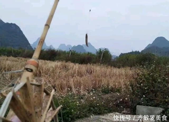 广西|这是啥鱼?广西柳州废井里,居然能钓到“稀罕鱼”,你认识几条?
