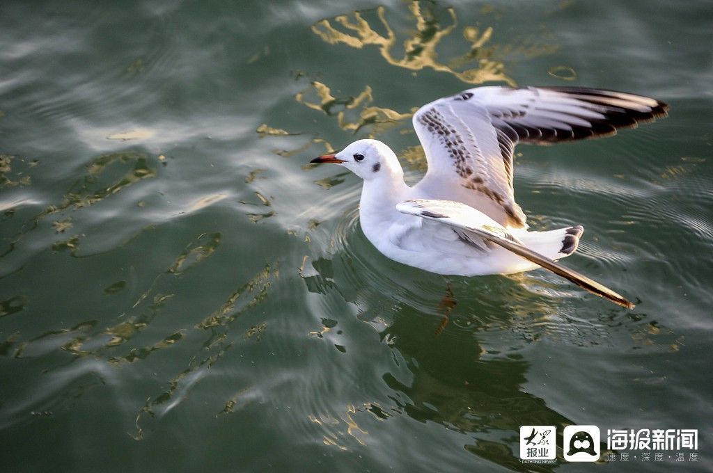 中年|青岛：游客喂食海鸥成独特风景线