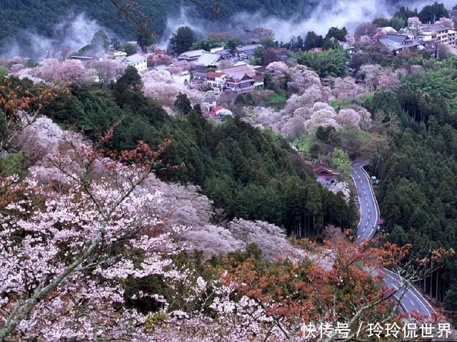 中年|重庆春游最佳的旅游打卡地，拥有多种花卉，还是4A级旅游景区