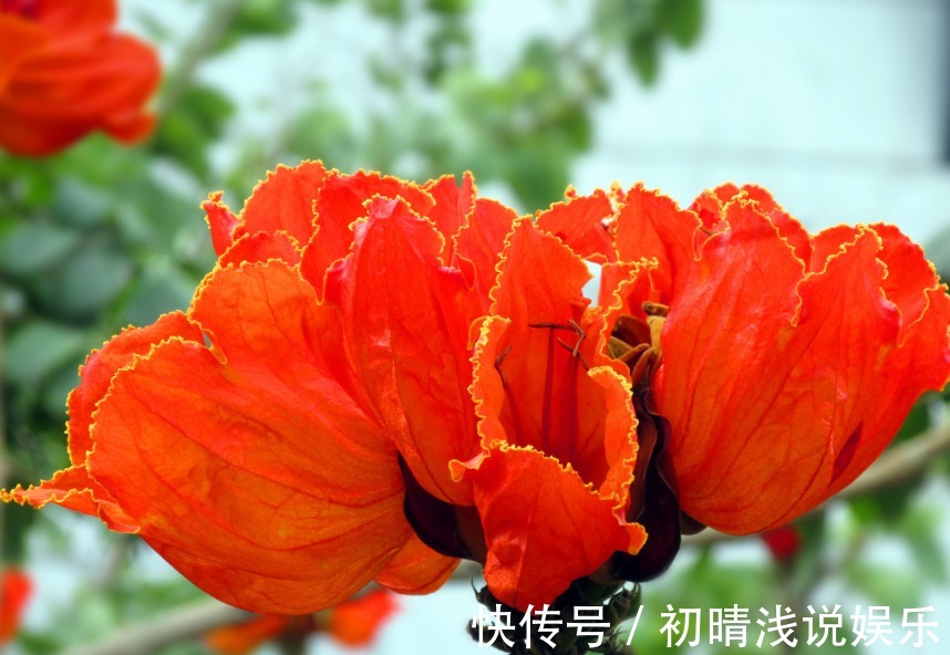 此花盛开十分漂亮且壮观,远看似树顶着火一般,是吉祥美丽的象征