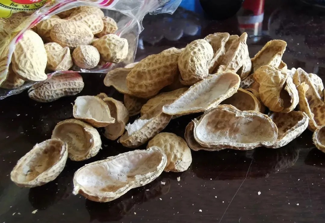 种植|用花生种植兰花？很多人第一步就错了，正确的技巧是这样的