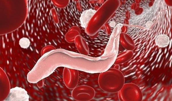 血液|血型与疾病有关联?易“长寿”的血型是它,你是哪种血型呢?