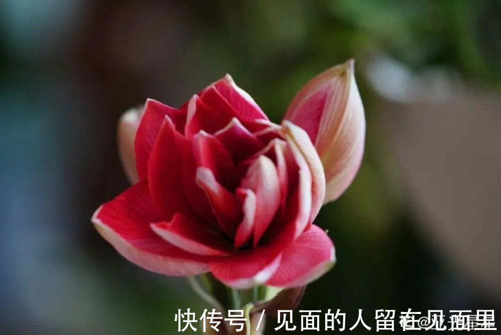 土朱|朱顶红埋土里，如何能年年开花，球变大、变多？
