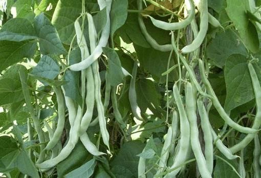 天然|“天然的阿司匹林”,每天吃一点,防血栓、通血管