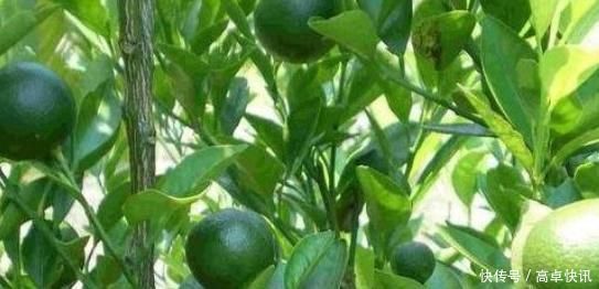 微量元素|抽烟的人，吃以下4种水果，排出体内20年烟毒，早吃早受益