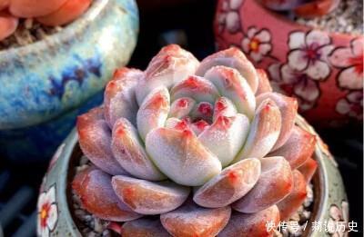 盘点10款水灵圆润的多肉植物,每一款都萌化人心,值得拥有!