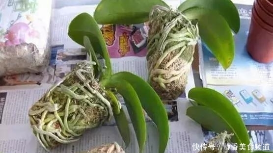 花盆|花卉换盆时,这些没做好,就等于白换了