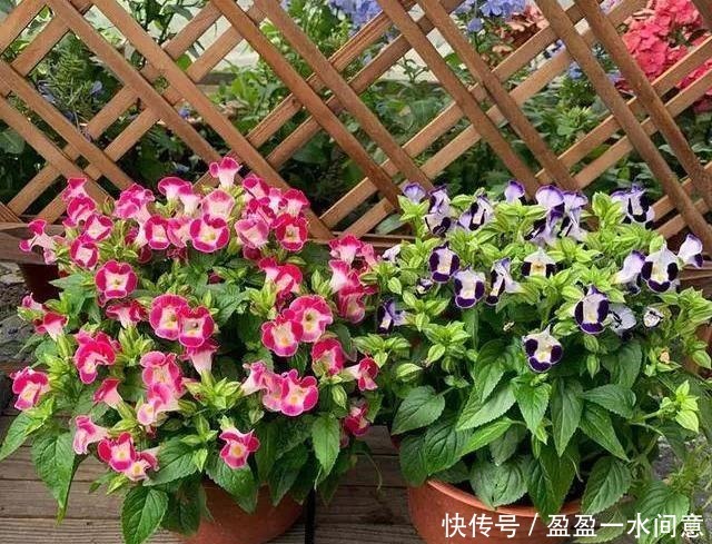 多菌灵、硫酸亚铁、磷酸二氢钾,光听不会用3分钟就教你学会!