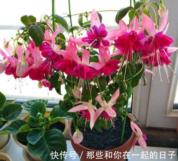 喜欢在家中养护漂亮的花卉，就选择花色艳，花期长，开花美丽的花