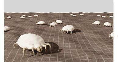  螨虫|床上螨虫成窝，家里老人小孩老过敏，教你1个土法子，让螨虫消失