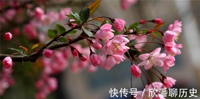 海棠$唐诗海棠6首:海棠花里鹧鸪啼,半开时节最妖娆