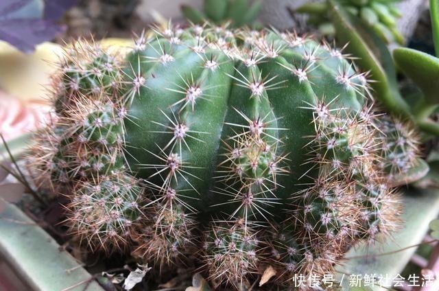 花石榴|4种花，不怕炎热不怕“寒冷”，真的好养又漂亮，谁都能养爆盆！