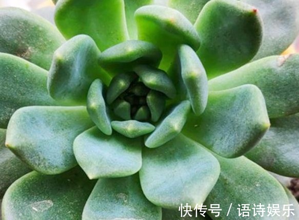 自制肥|给多肉喂上这种“小零食”,新芽呼呼长,叶片肥厚,长得水灵灵的
