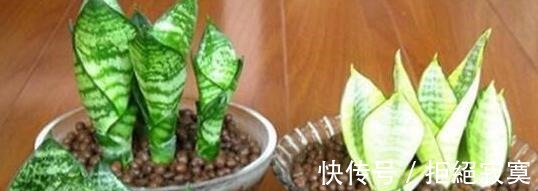 家里4种“药片”，过期不要扔，都是养花“宝贝”, 比花肥好用10倍