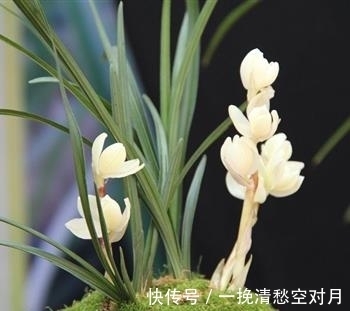云南|云南早年下山的一颗莲瓣兰稀世珍品,后来成为兰园镇园之宝