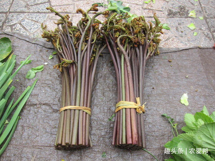 野菜|这种草能长到一米左右,叶子很独特是一种备受人们喜爱的野菜!