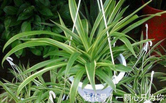 吊兰叶片发黄,叶尖发黑怎么办,学3招轻松解决,预防措施要牢记