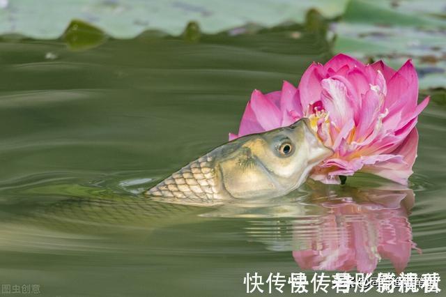 钓草鱼最快的方法，三个民间高手绝技，真是一山更比一山高