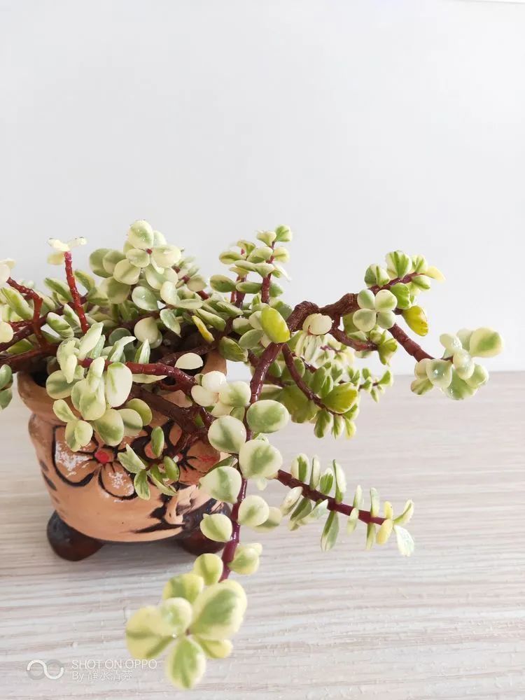 状态一般的多肉们,在我这儿已经是最美的存在了!