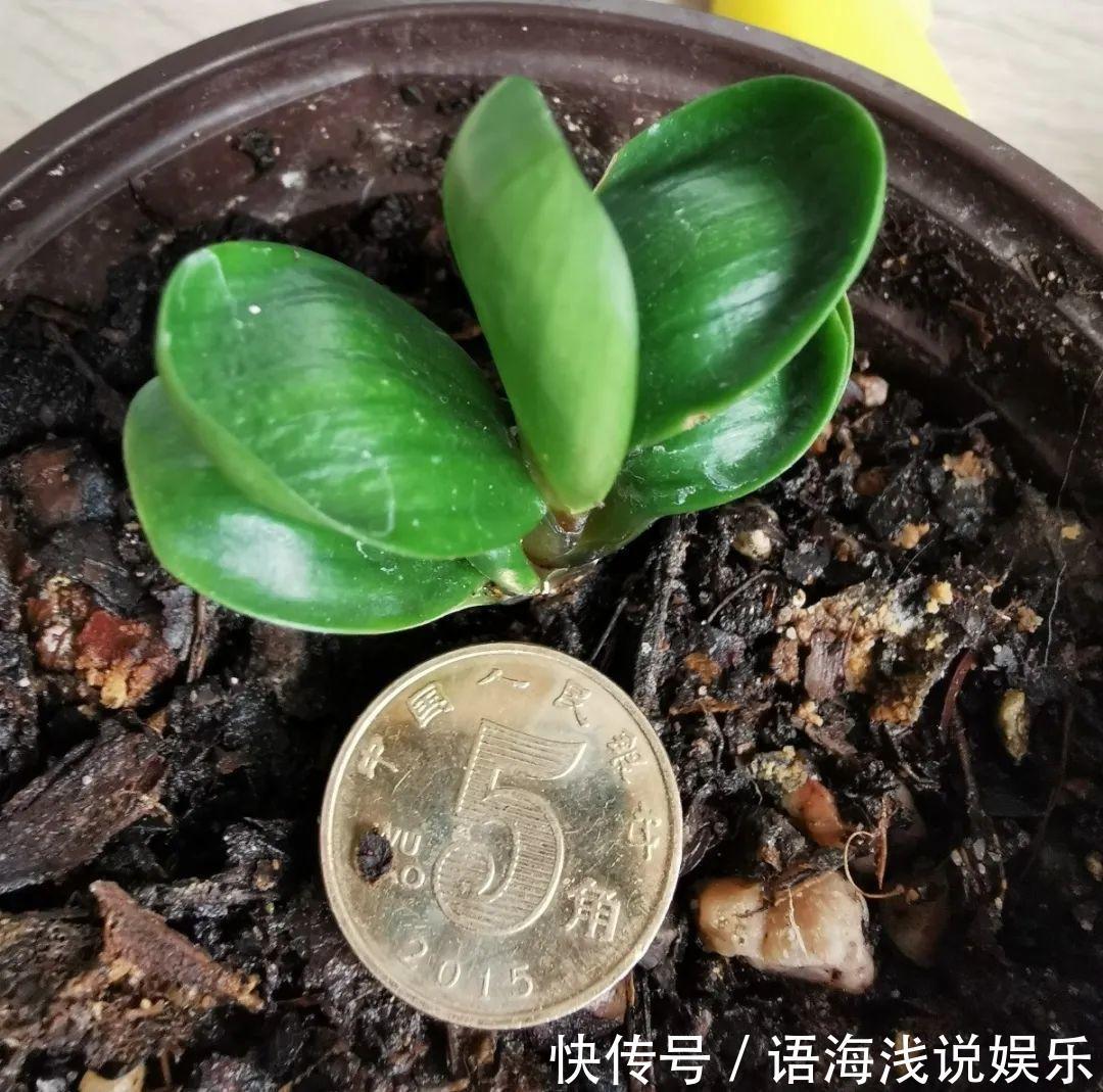 君子兰越小越值钱,养了4年,只有硬币大!