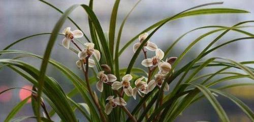 家中养兰花,几天浇一次水最合适?一根手指就知道