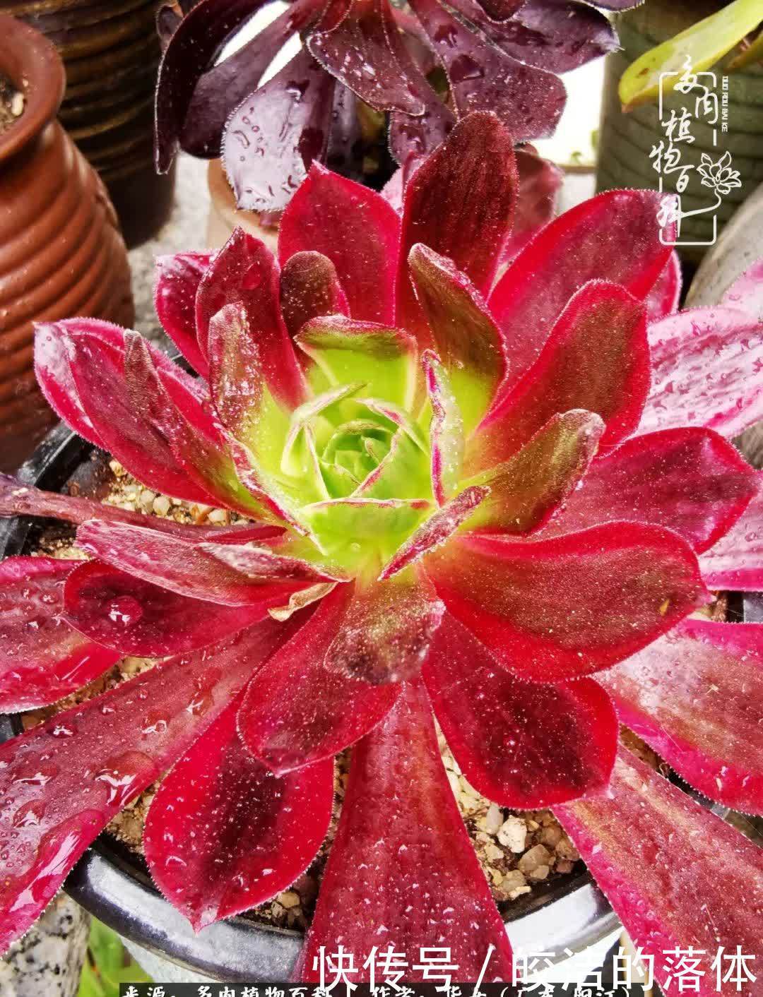 广东的冬天是多肉的春天,时间是最好的魔法师!