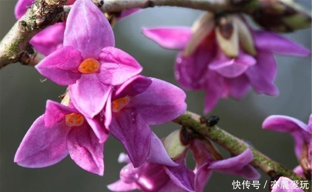  香喷喷|家里养盆“造香花”，香喷喷，省下买空气净化剂的钱