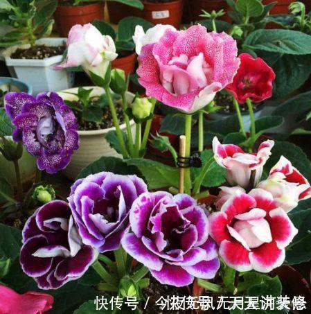 花量|超好养的几种花,花量超大的,一开就是200多天