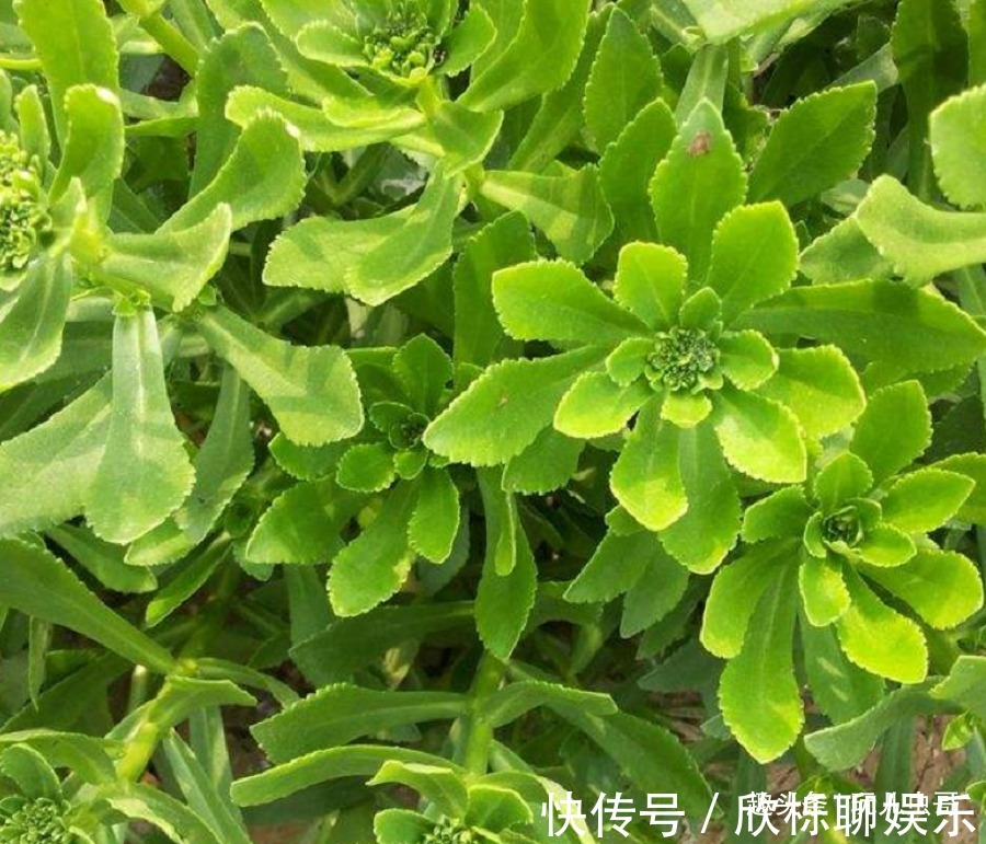 腐熟猪|农村种植一”蔬菜“,形似”多肉“,不仅古老而珍贵,还营养丰富