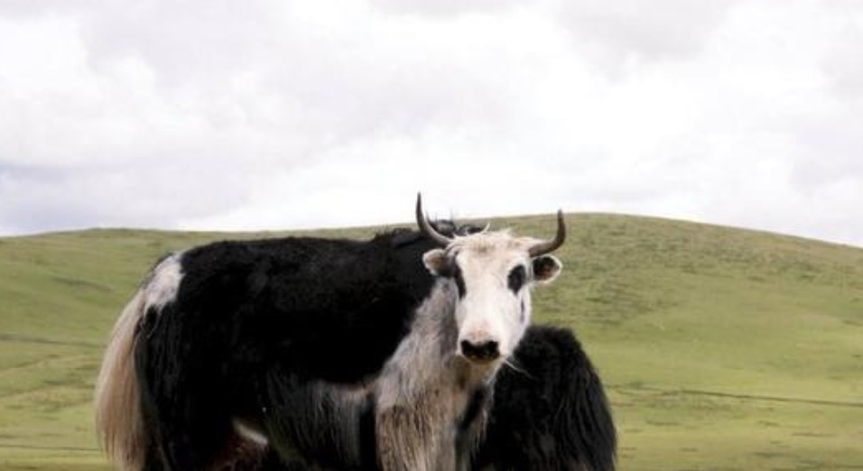 雪山|红军长征时爬雪山过草地,那你可知道那草地,如今成啥样了吗?