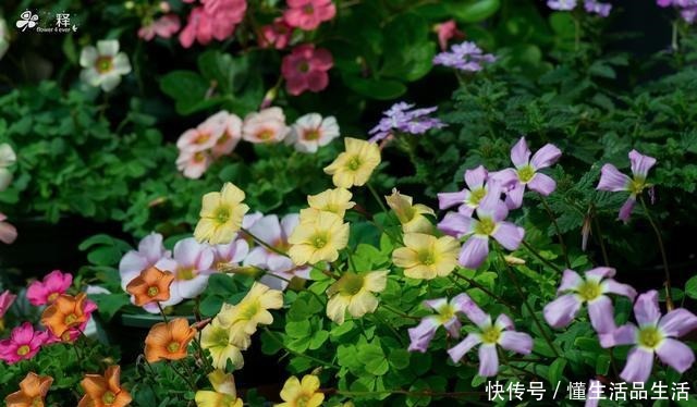  阳台最值得养的一种花，花期半年花朵艳丽，几乎每个人都种过！