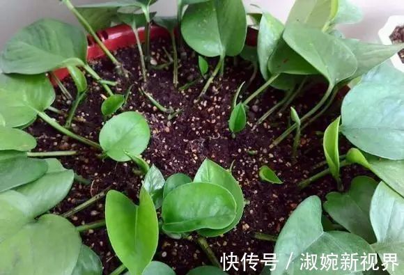 有救|妙招要死的绿萝舍得丢剪一剪，插一插，一个月后爆盆绿油油