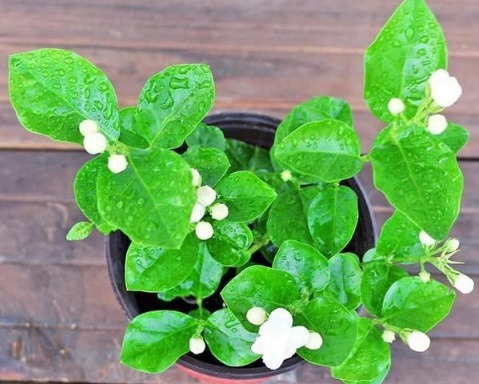 达人|用了鸡蛋养花之后,我也成了养花达人了!