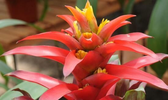 养花试试这几款，红色的花朵代表财富和好运