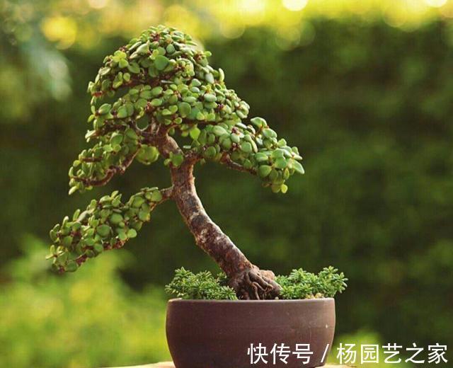 养金枝玉叶盆景,光浇水施肥没用,得会修剪才行,枝叶一少价值高